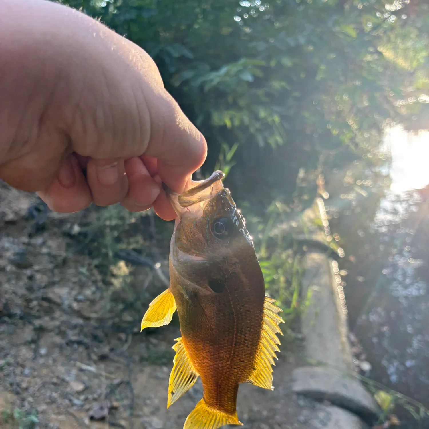 Green sunfish caught on Fishbrain