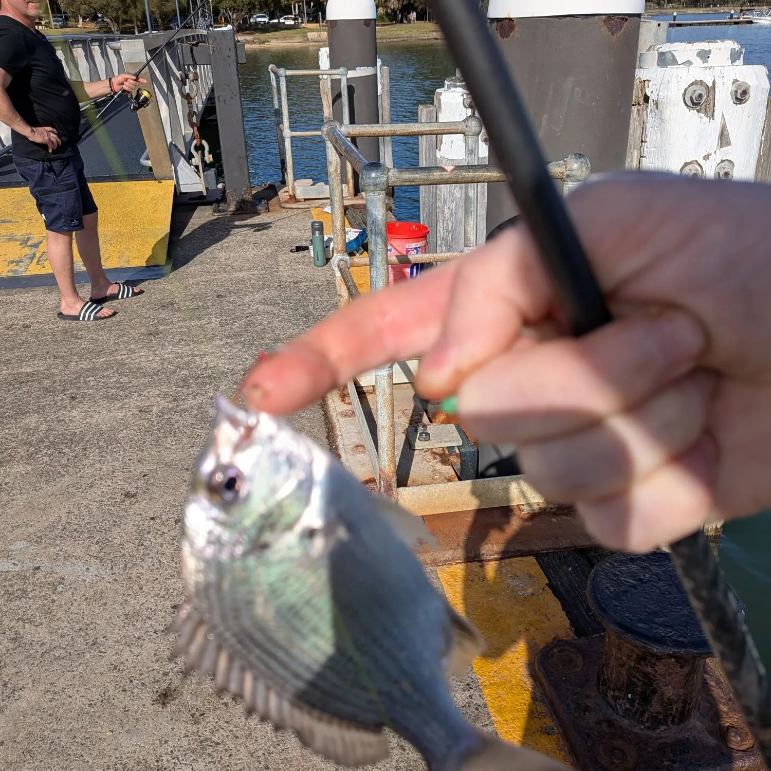 Southern black bream caught on Fishbrain