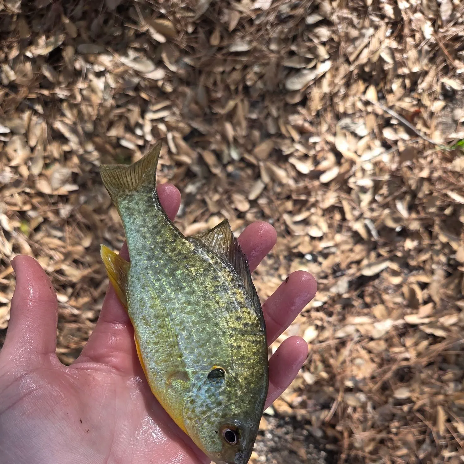 The most recent Redear sunfish catches on Fishbrain