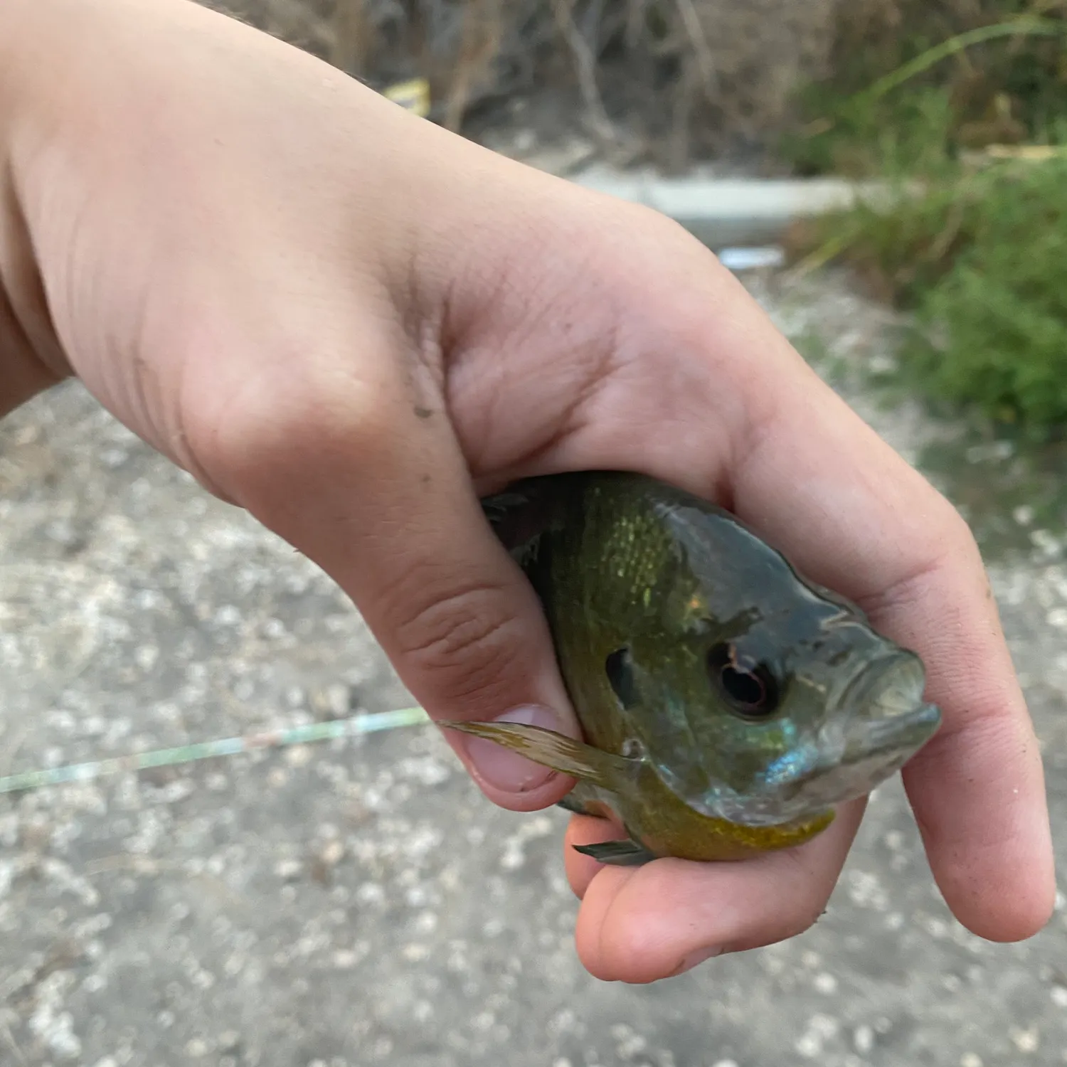 Bluegill caught on Fishbrain