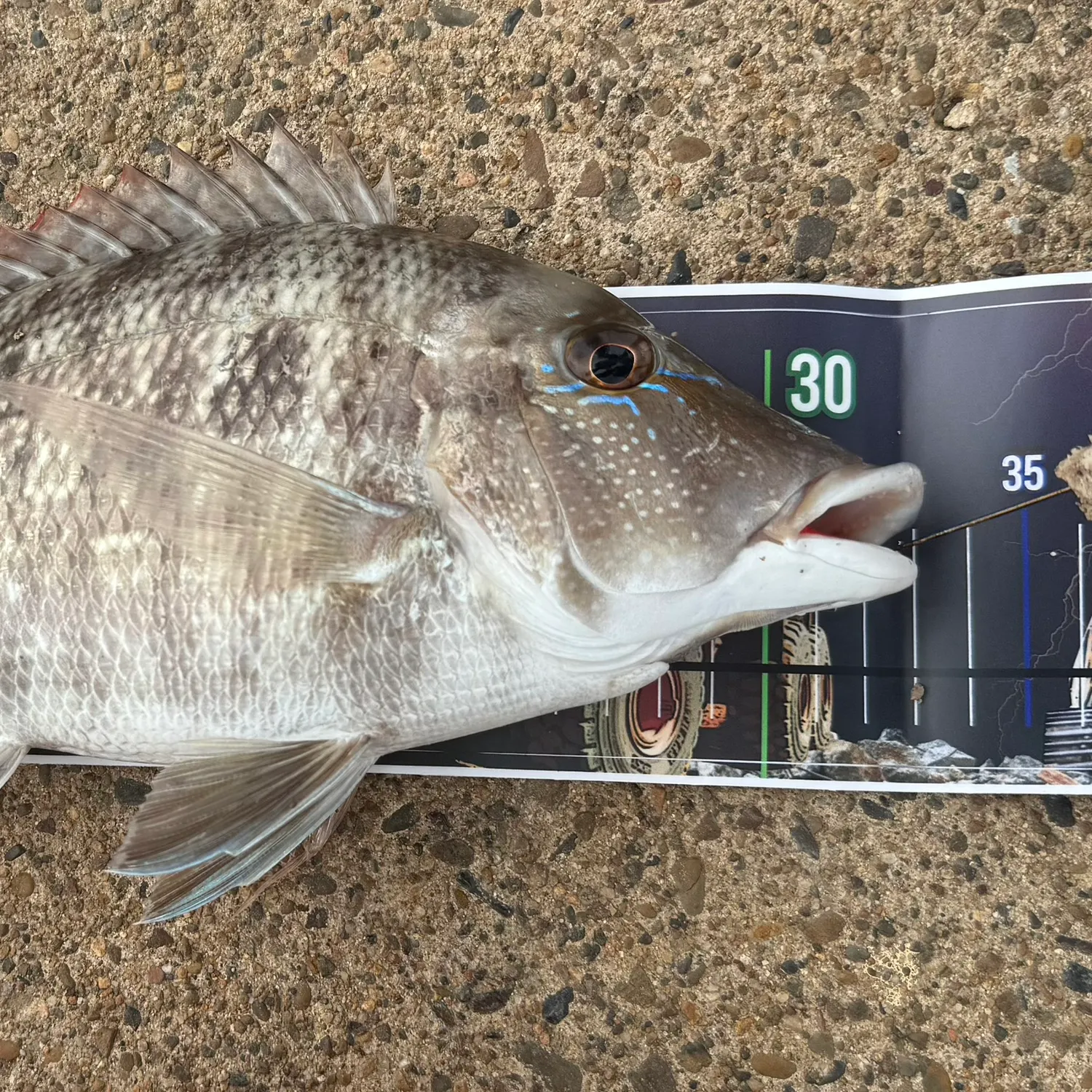 The most recent Grass emperor catches on Fishbrain