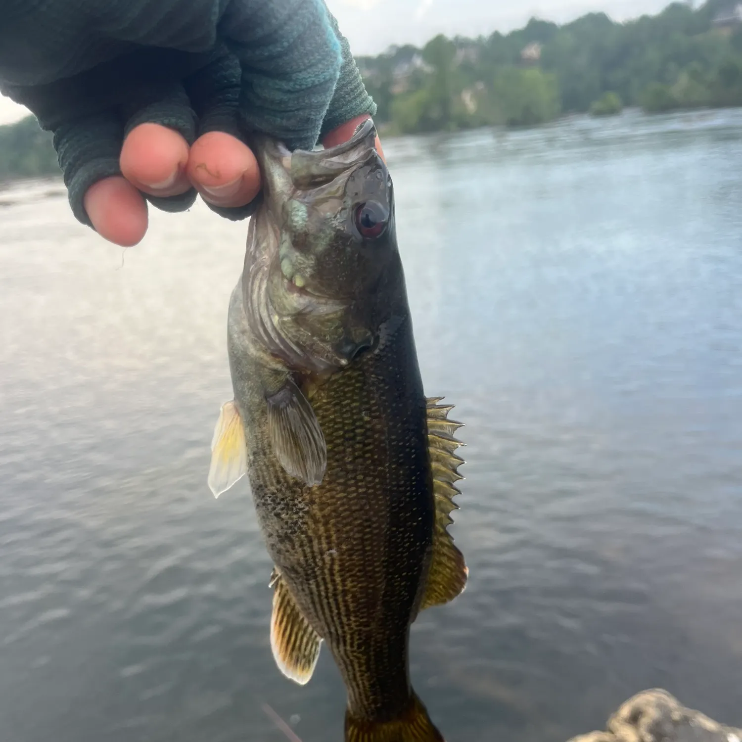 angler catch