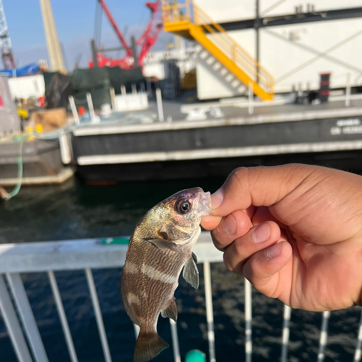 The most recent Black croaker catches on Fishbrain