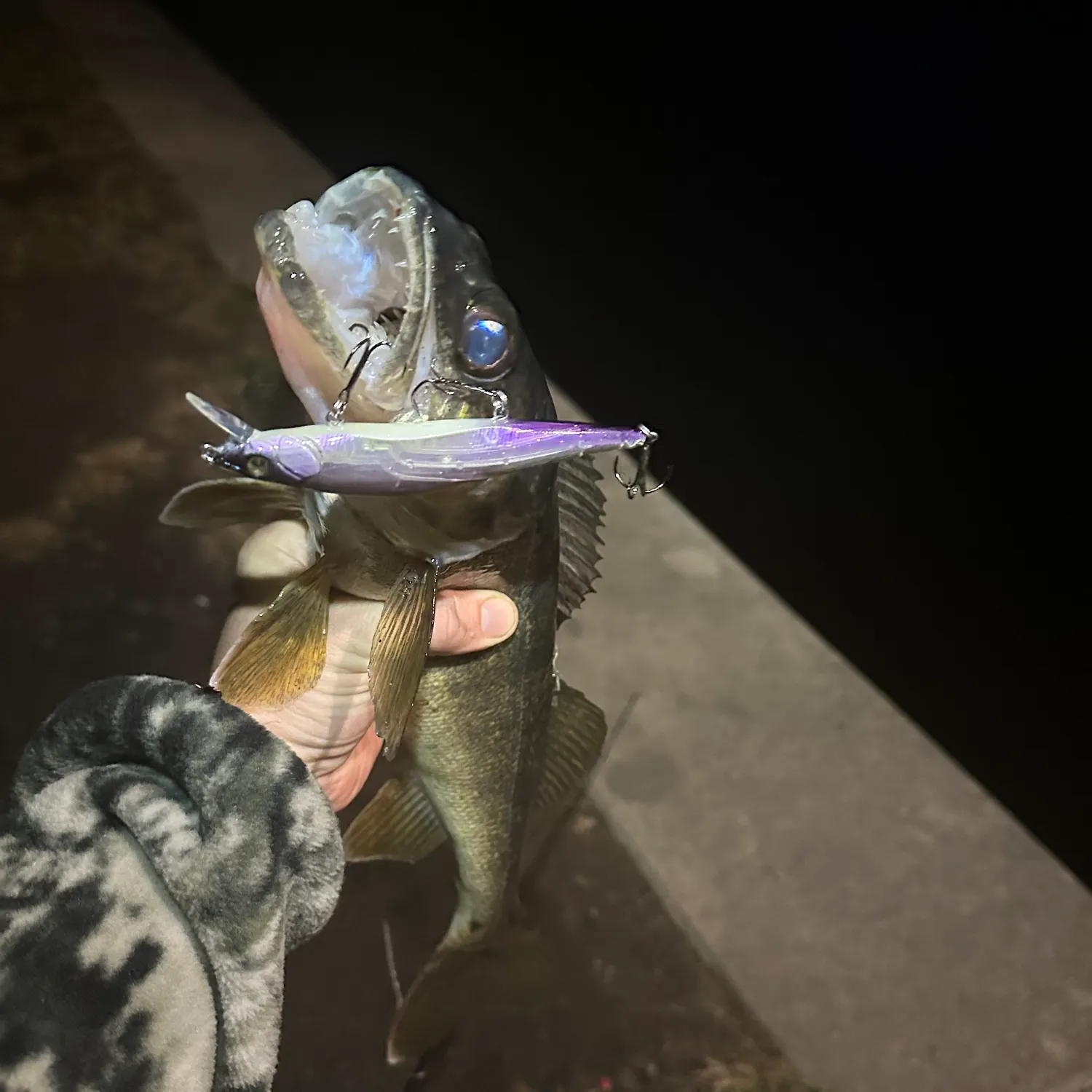 Walleye caught on Fishbrain