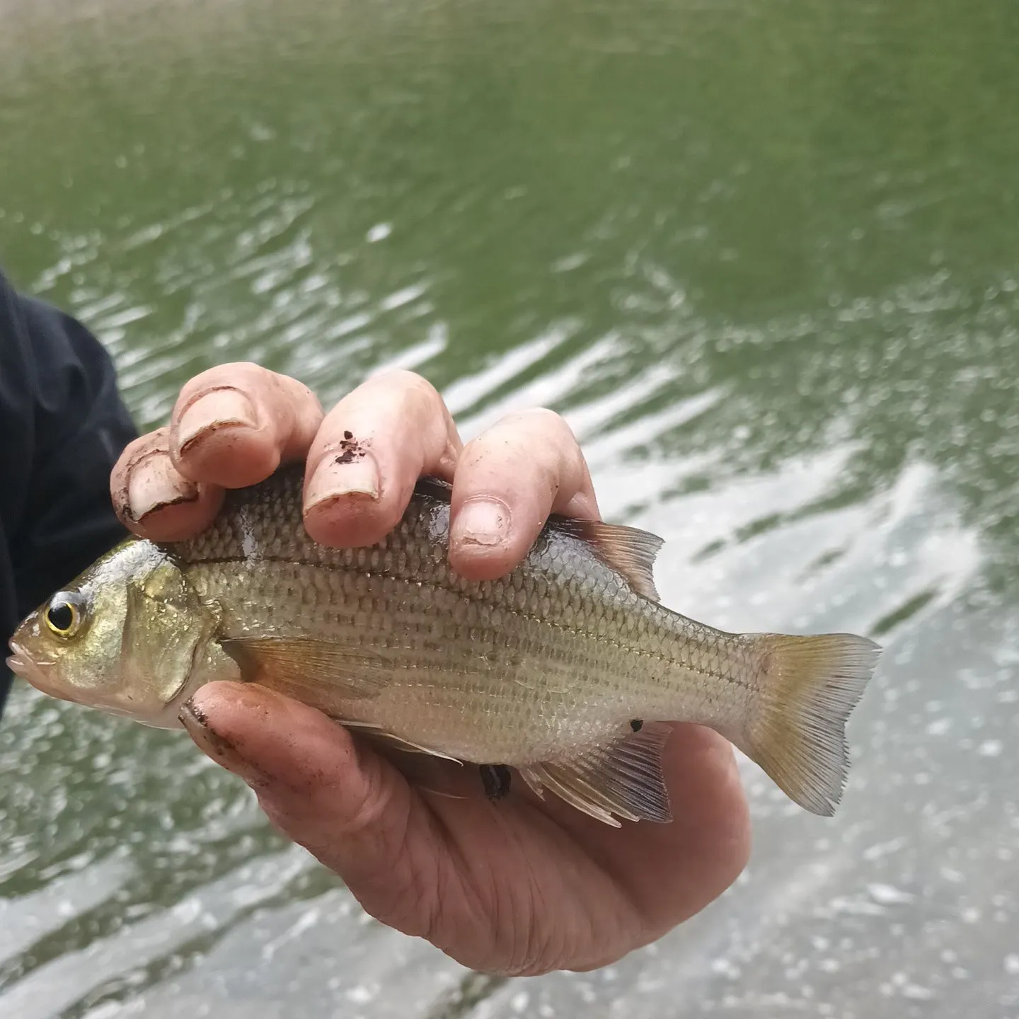 White perch caught on Fishbrain