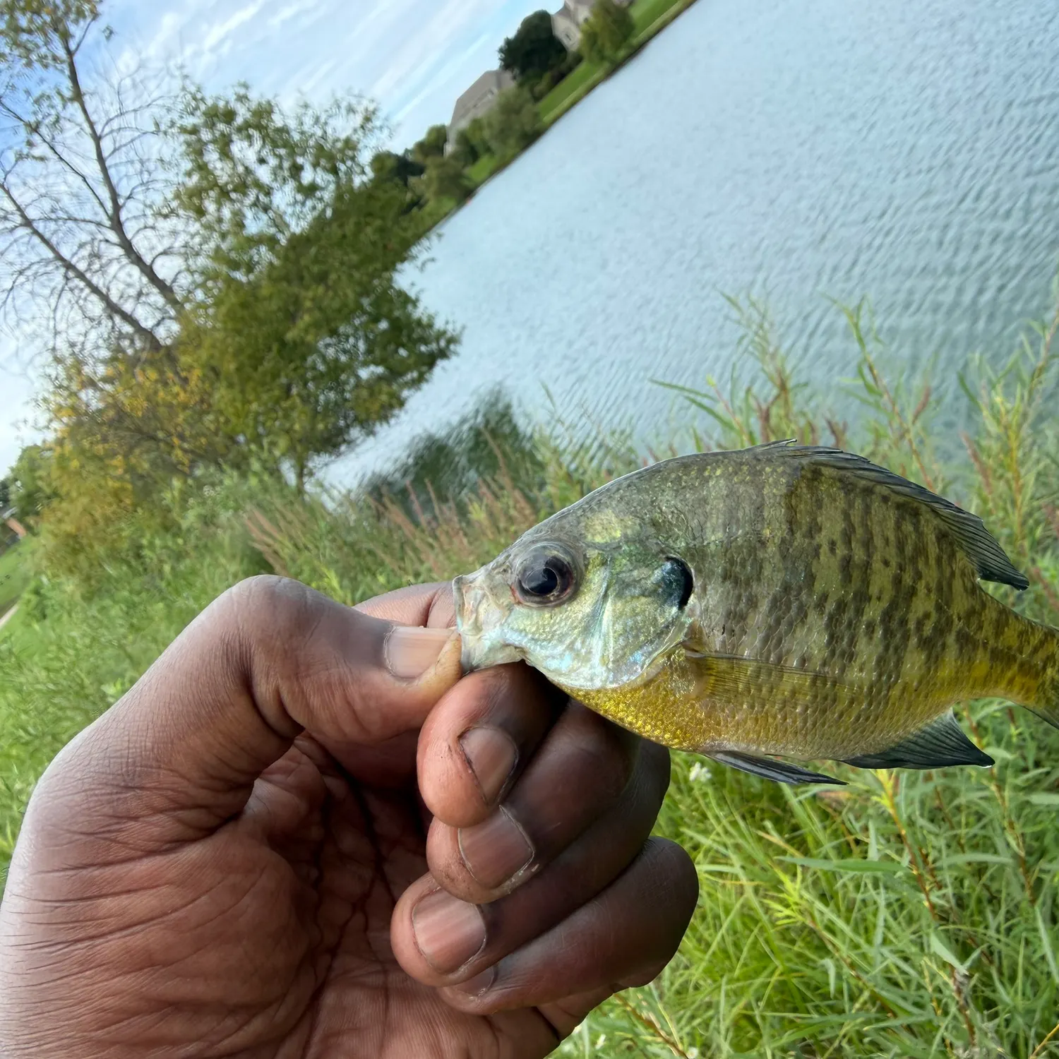 Bluegill caught on Fishbrain