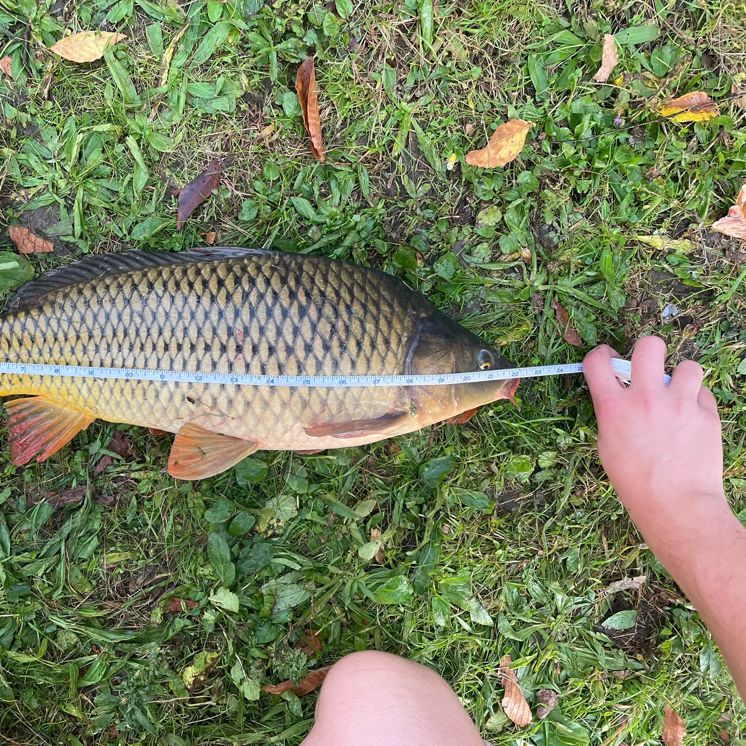 Common carp caught on Fishbrain