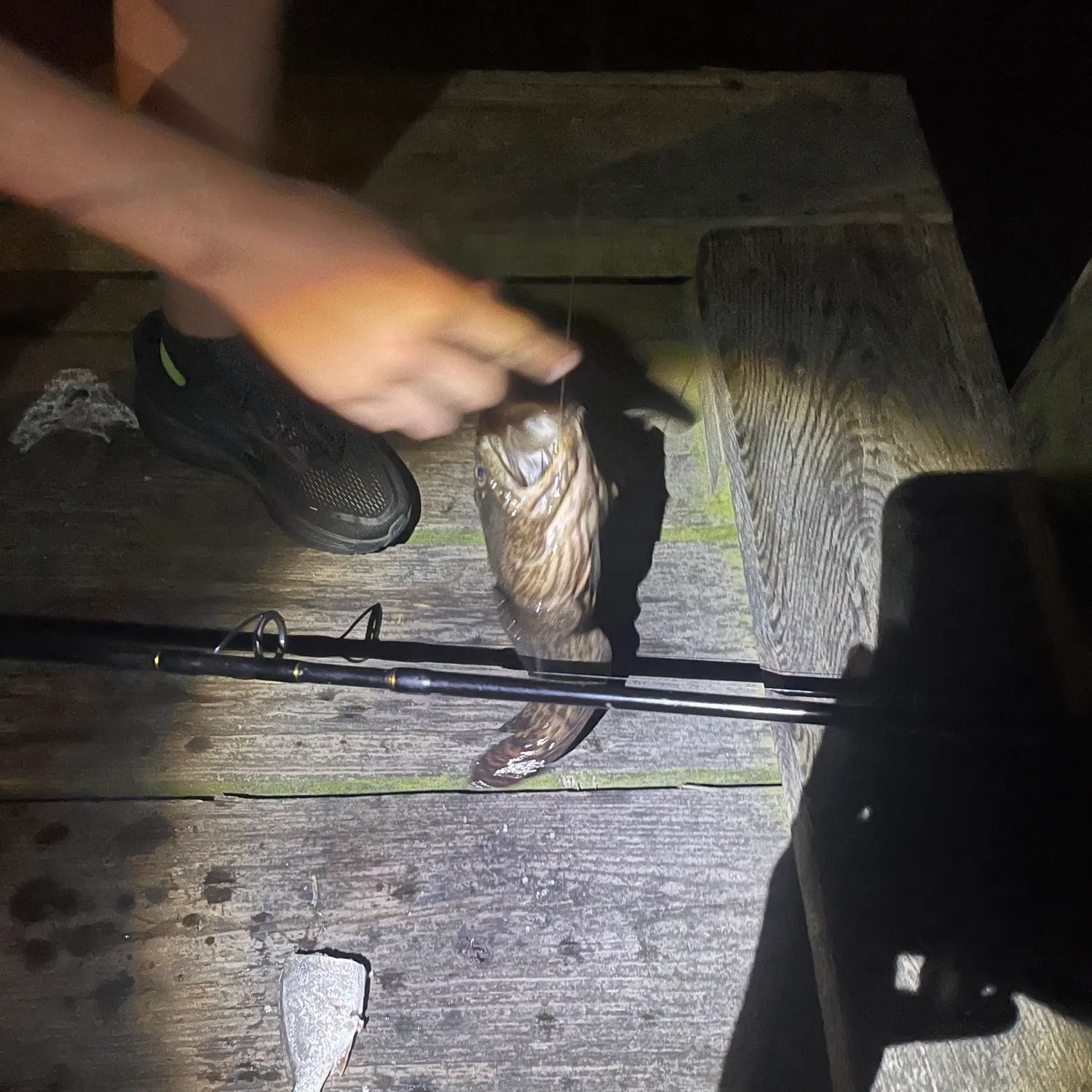 The most recent Three-spined frogfish catches on Fishbrain