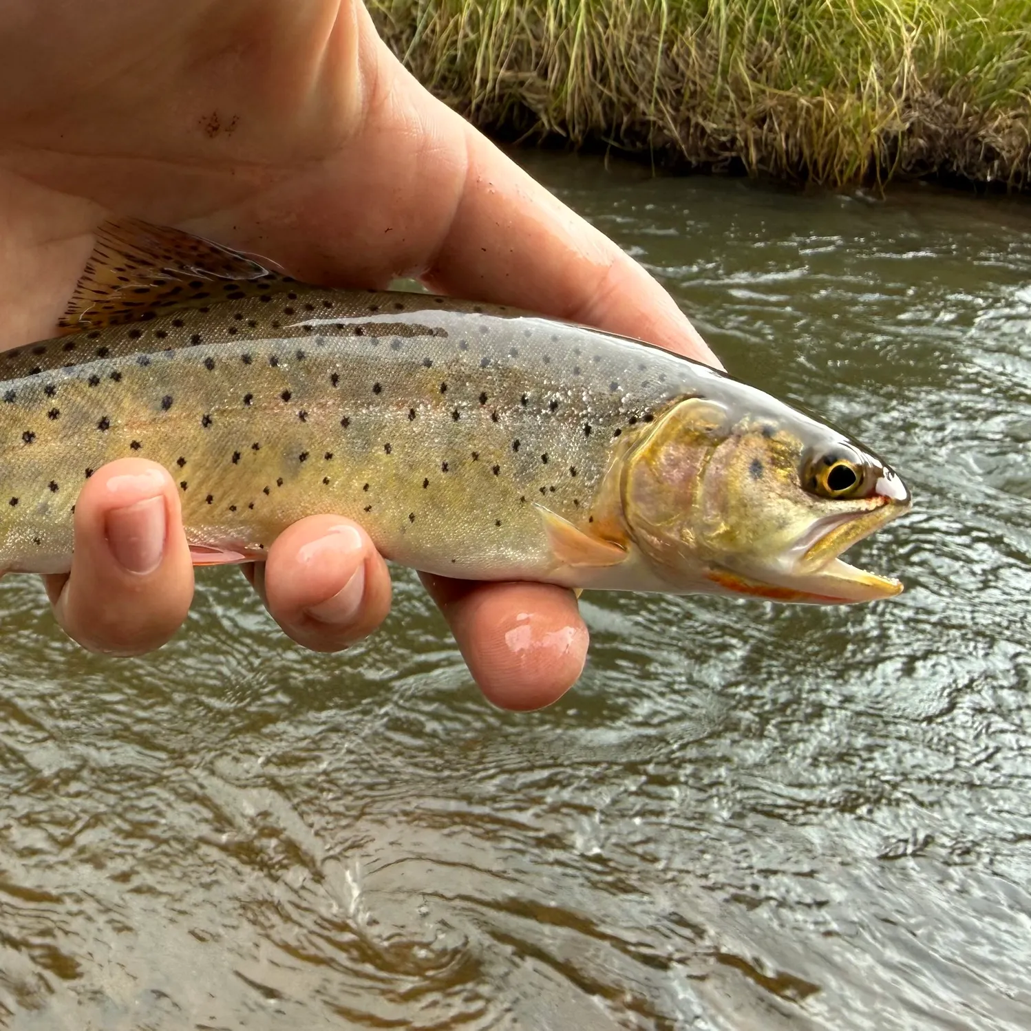 Colorado river cutthroat trout caught on Fishbrain