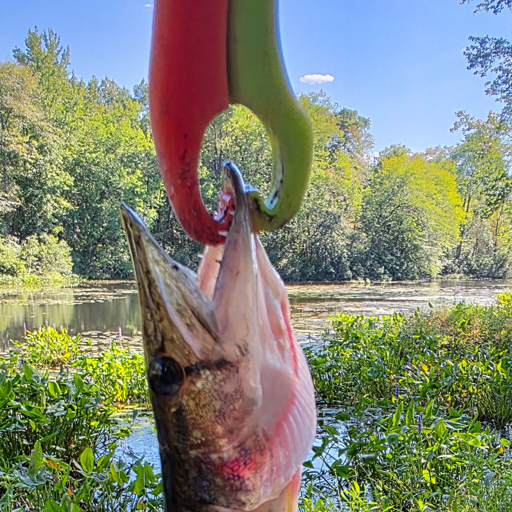 Chain pickerel caught on Fishbrain