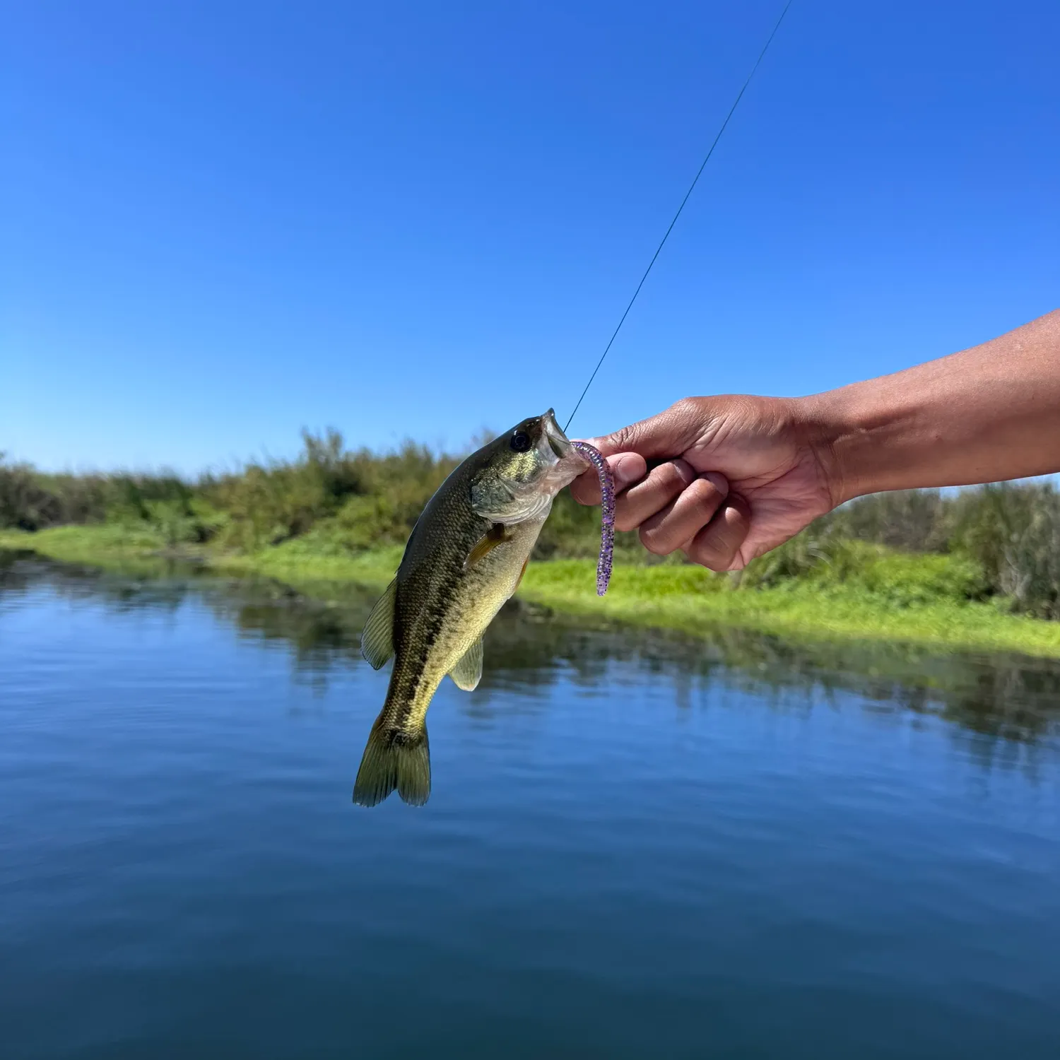 Largemouth bass caught on Fishbrain