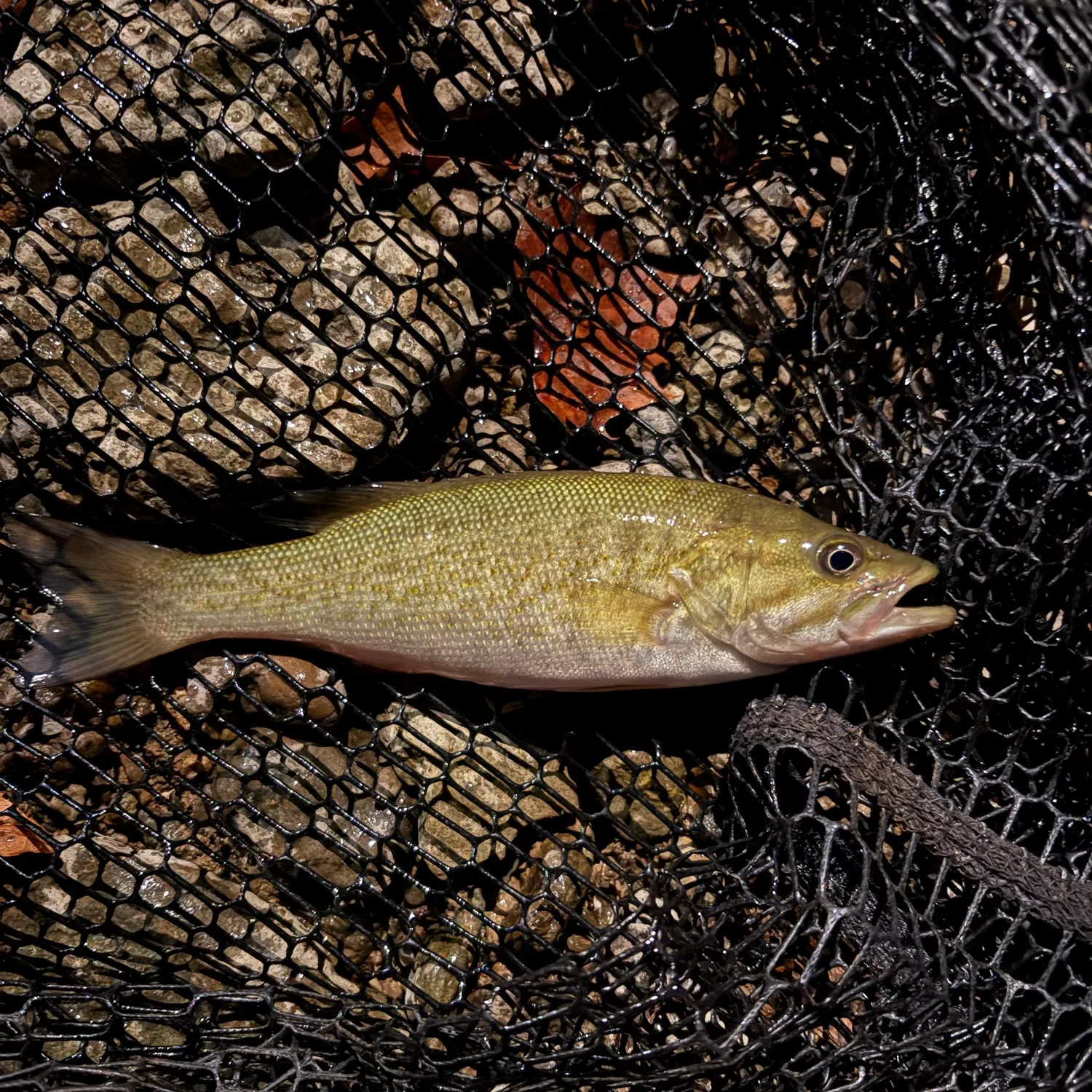 Smallmouth bass caught on Fishbrain