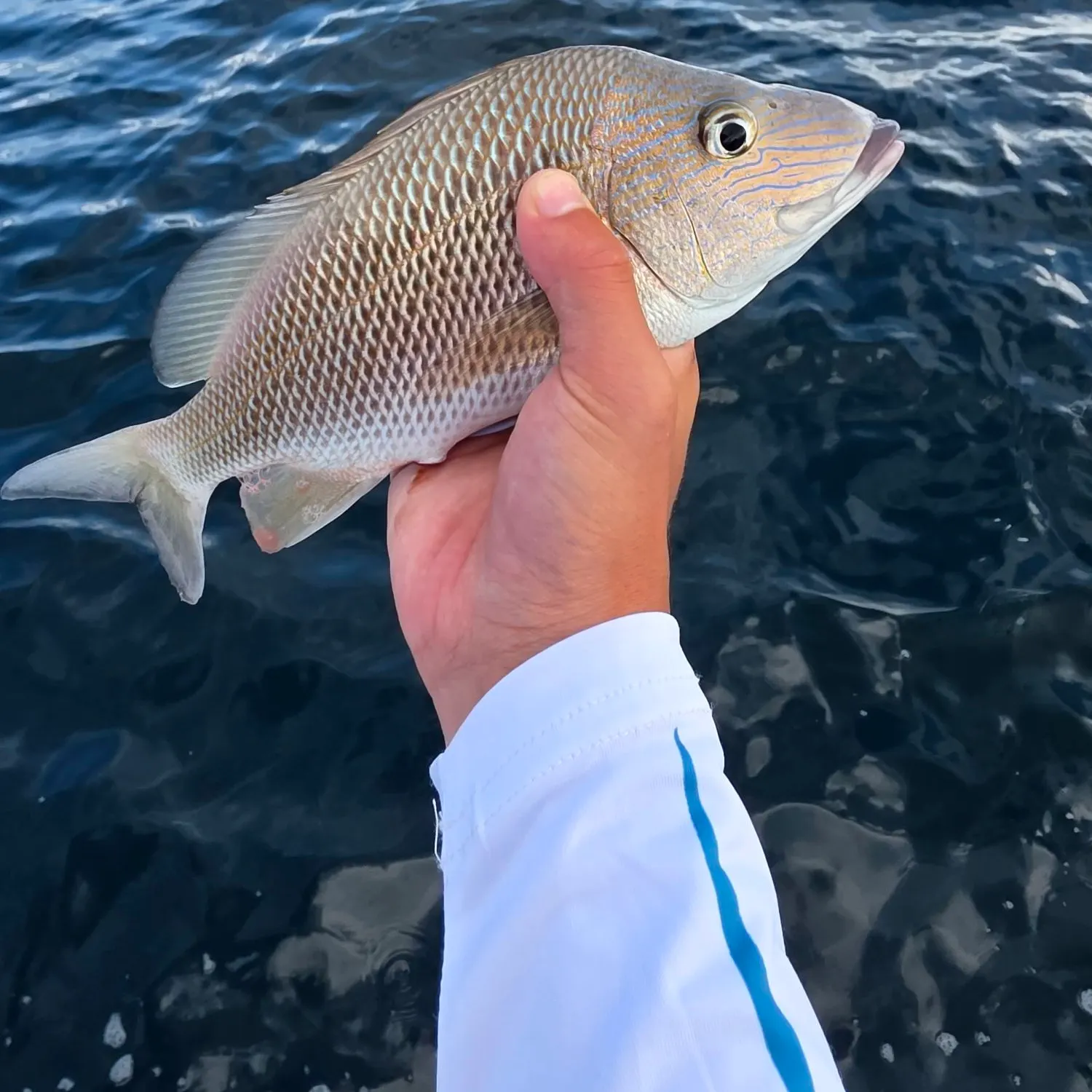 White grunt caught on Fishbrain