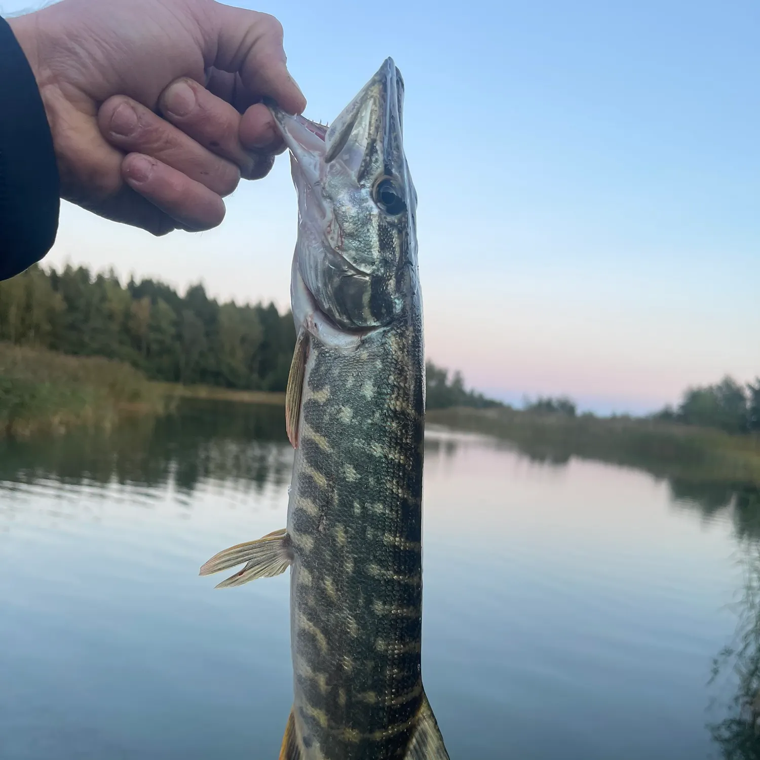 Northern pike caught on Fishbrain
