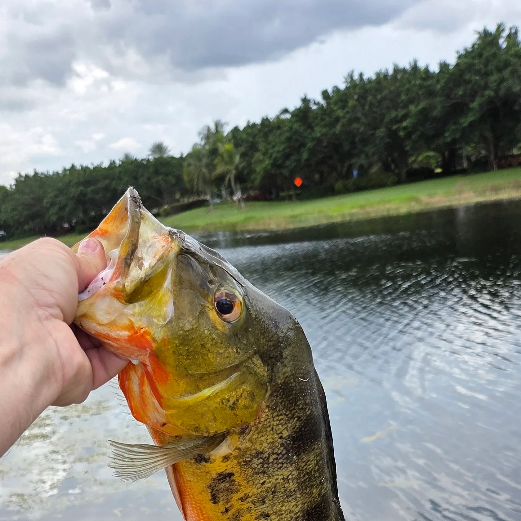 Butterfly peacock bass caught on Fishbrain