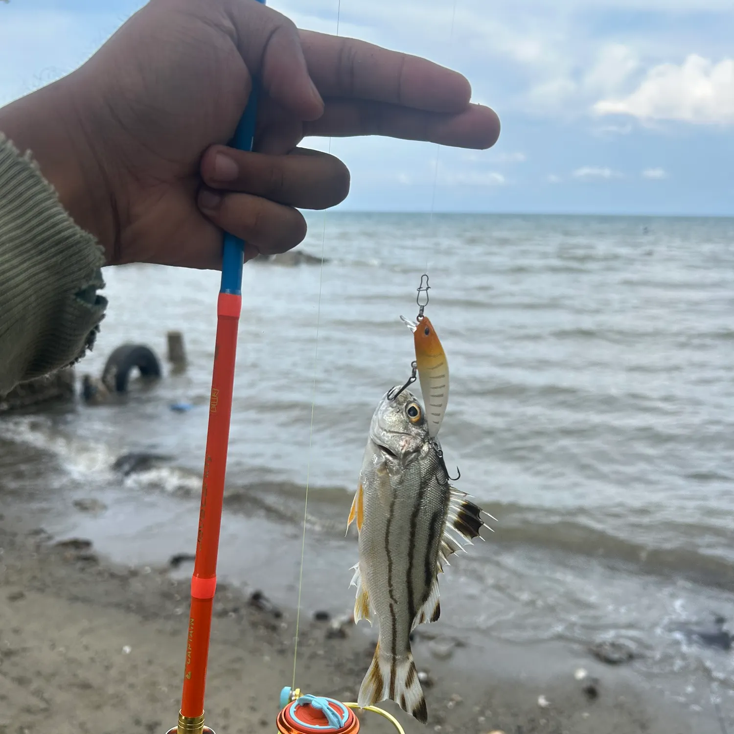 The most recent Jarbua terapon catches on Fishbrain