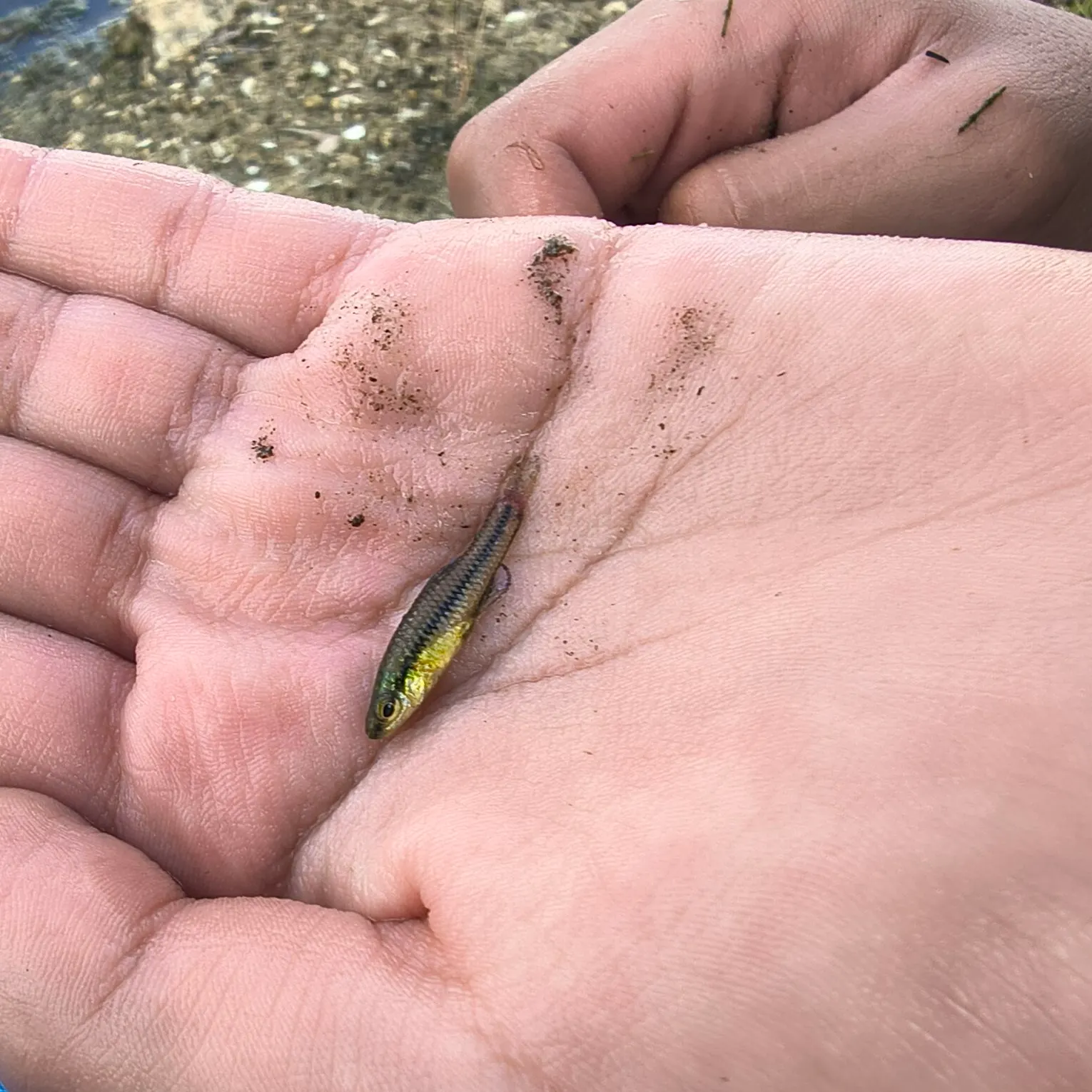 The most recent Bluefin killifish catches on Fishbrain