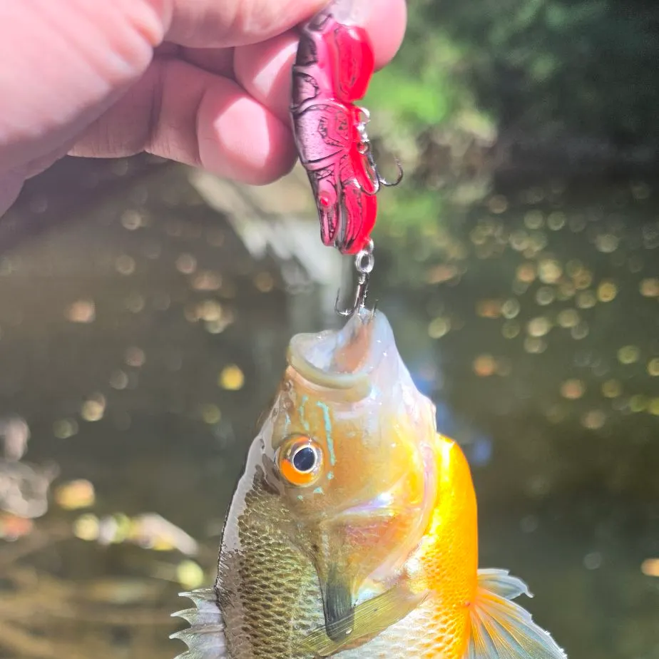 Redbreast sunfish caught on Fishbrain
