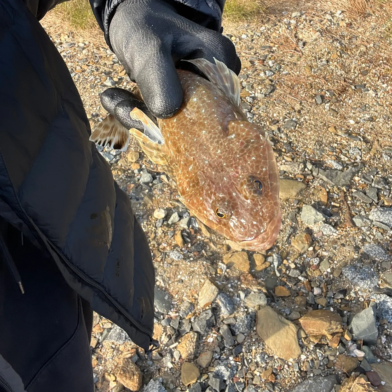 Dusky flathead caught on Fishbrain