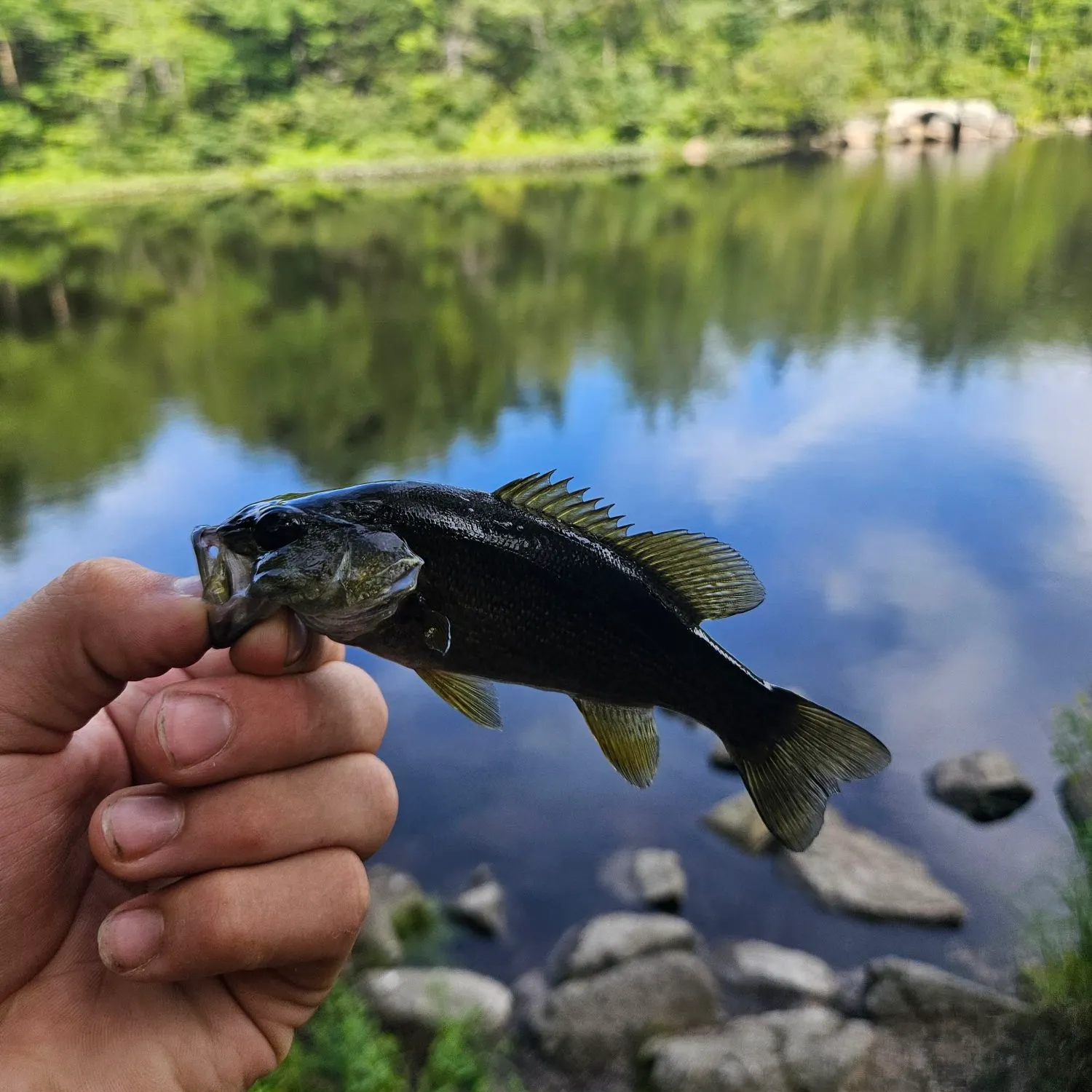 Smallmouth bass caught on Fishbrain