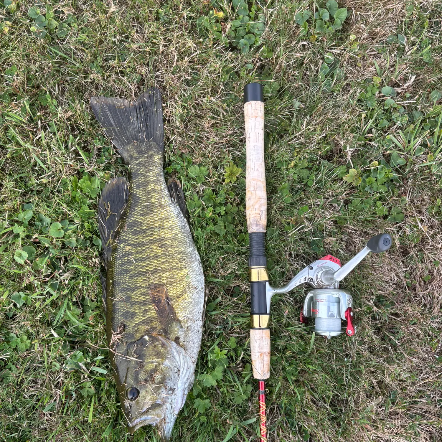 Smallmouth bass caught on Fishbrain