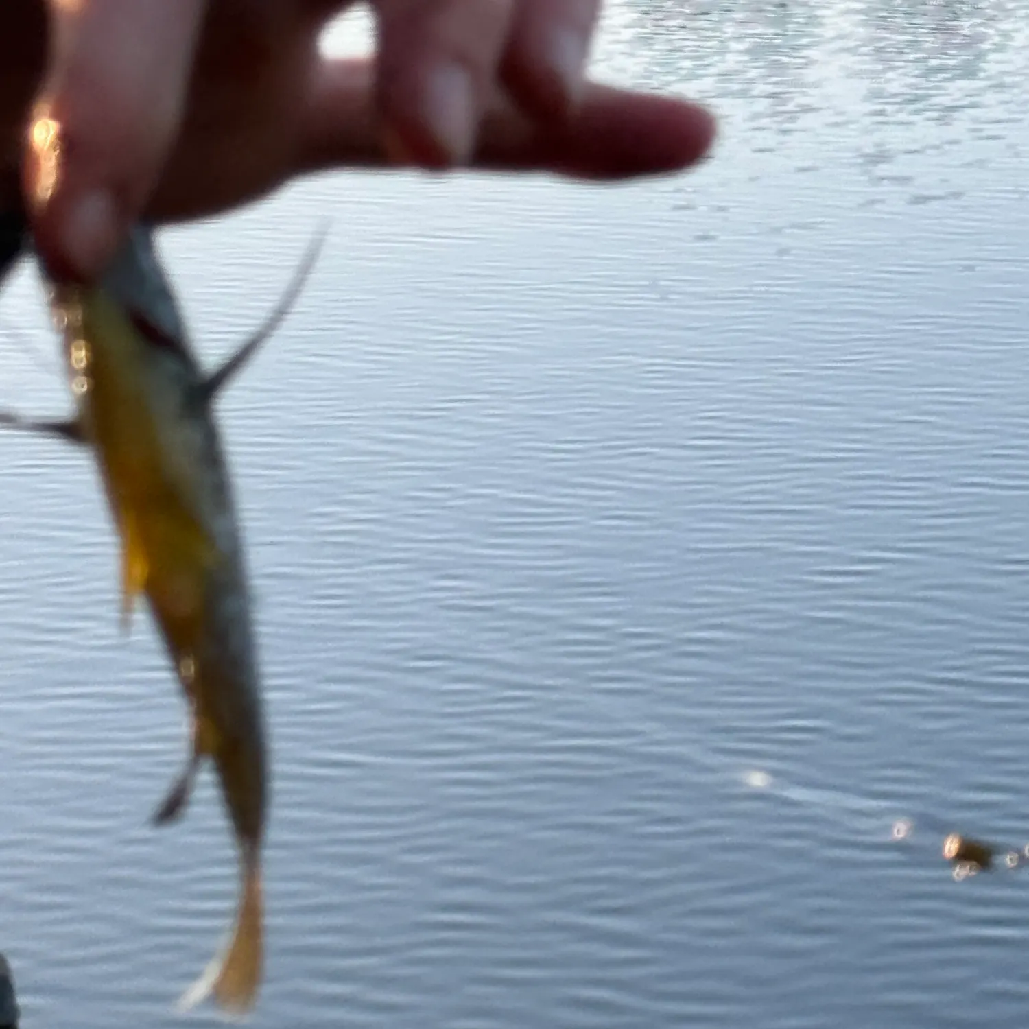 Pumpkinseed caught on Fishbrain
