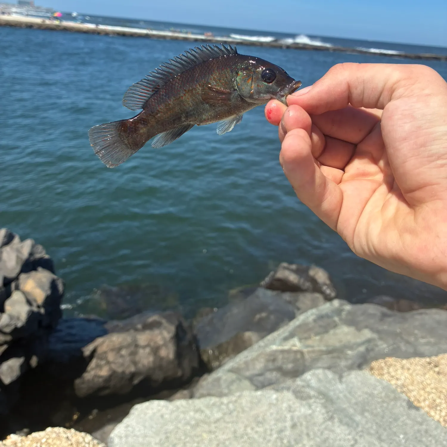 The most recent Cunner catches on Fishbrain