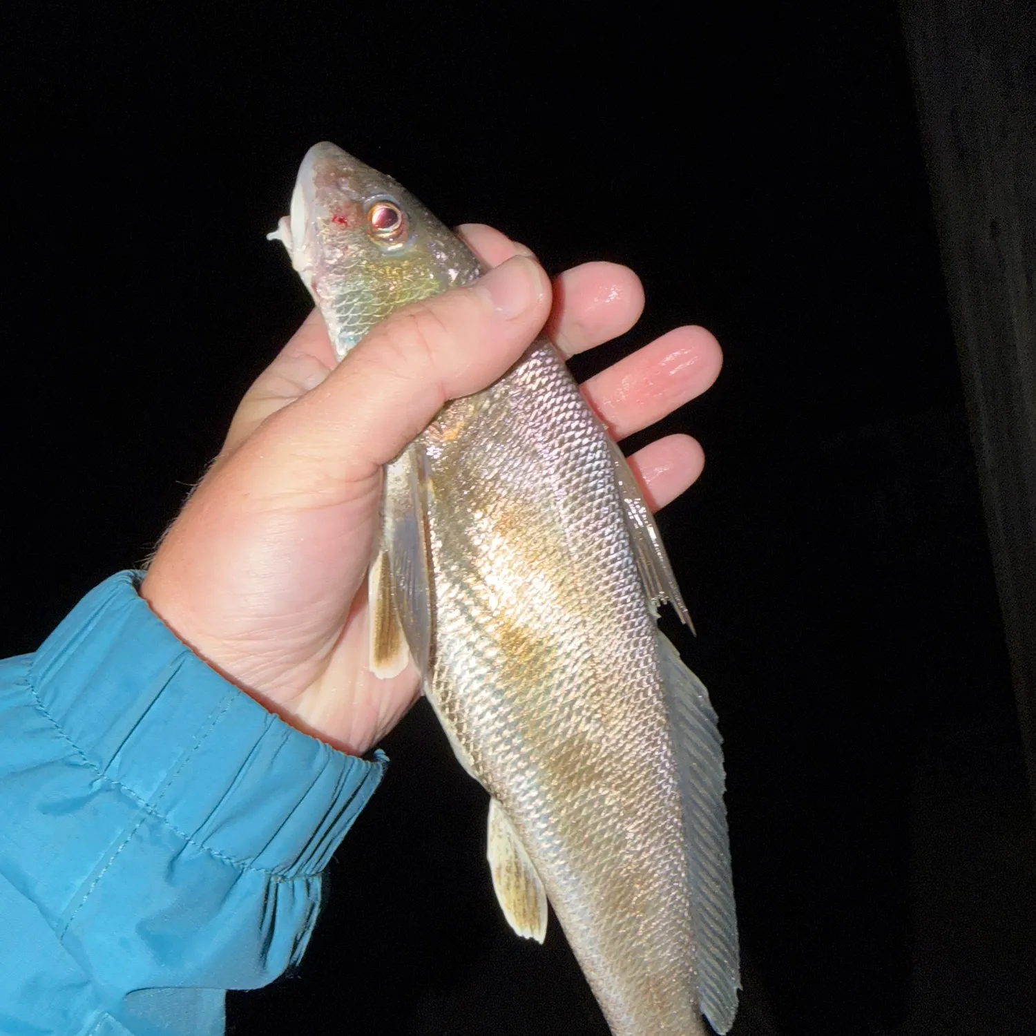 The most recent Southern kingcroaker catches on Fishbrain
