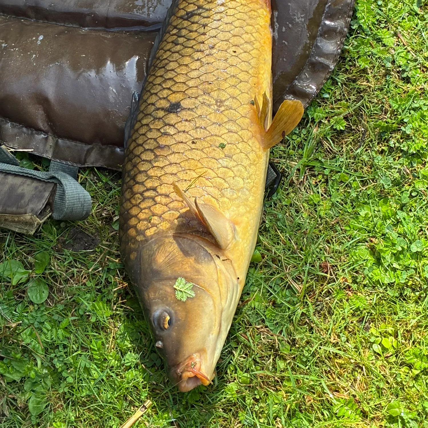 Common carp caught on Fishbrain