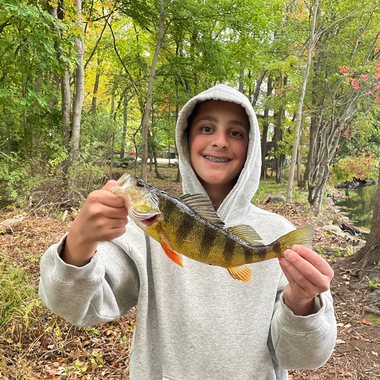 Yellow perch caught on Fishbrain