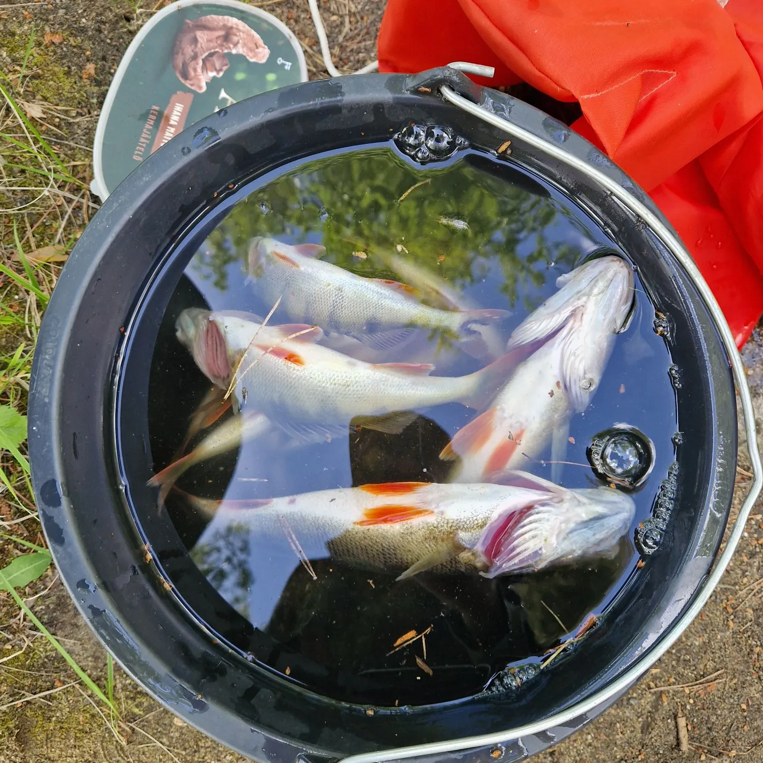 The most recent European perch catches on Fishbrain