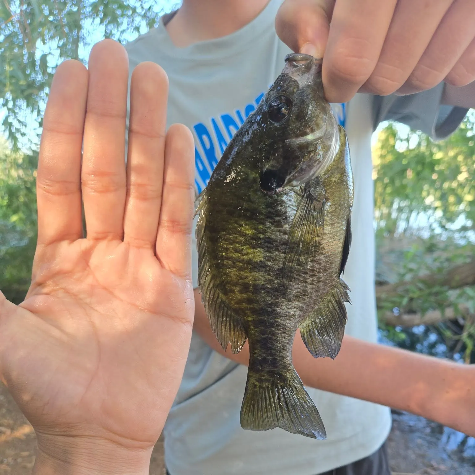Bluegill caught on Fishbrain