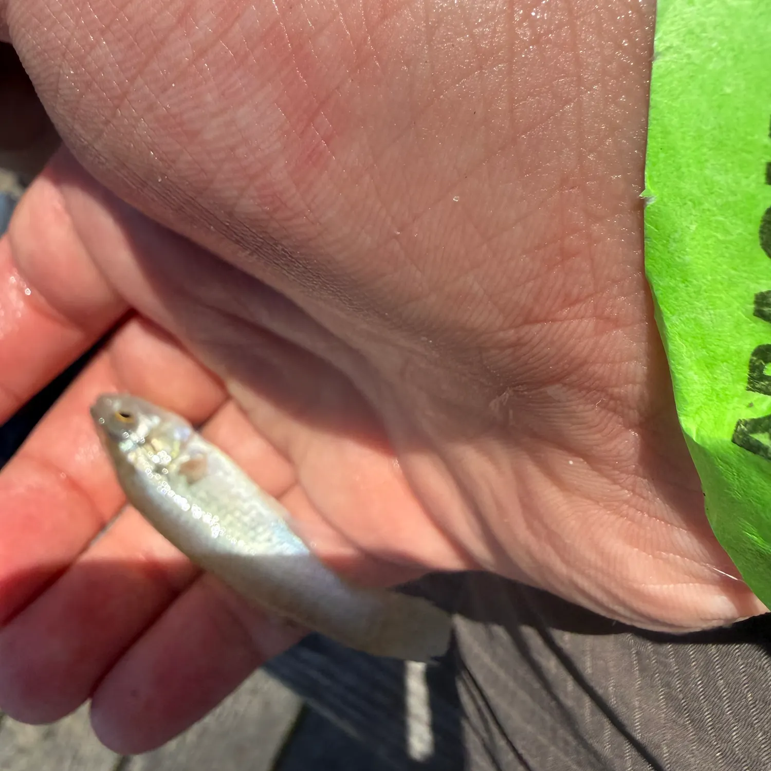 The most recent Olympic mudminnow catches on Fishbrain