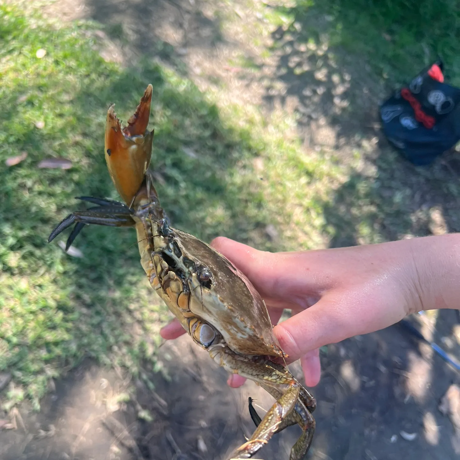 Giant mud crab caught on Fishbrain