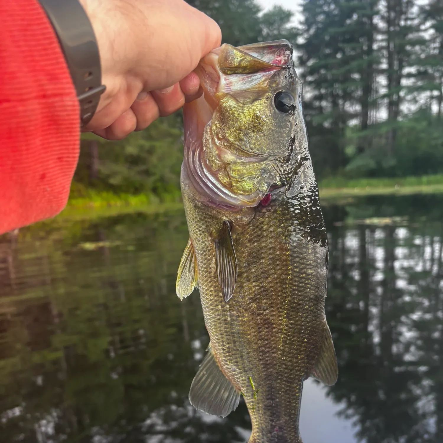 Largemouth bass caught on Fishbrain