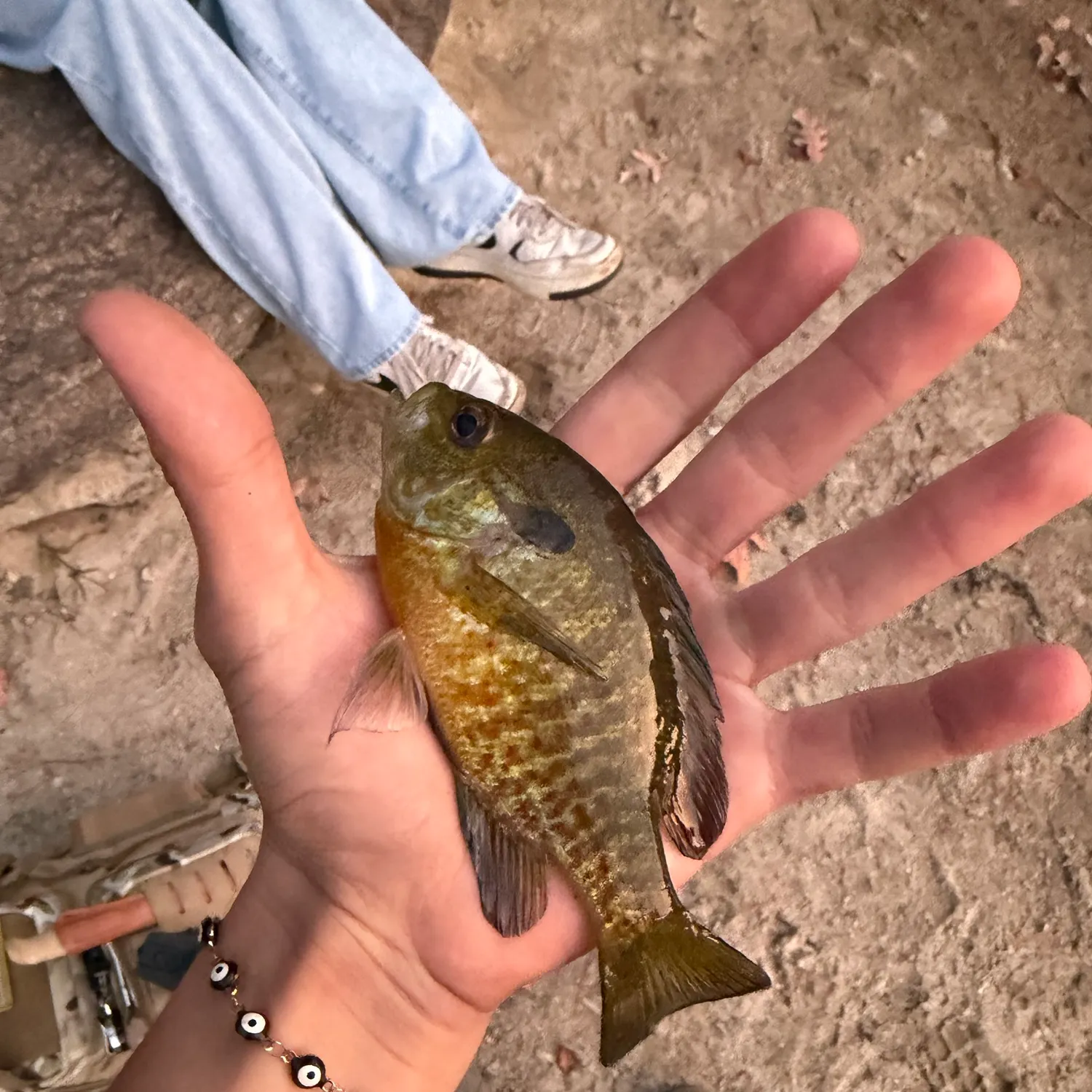Pumpkinseed caught on Fishbrain