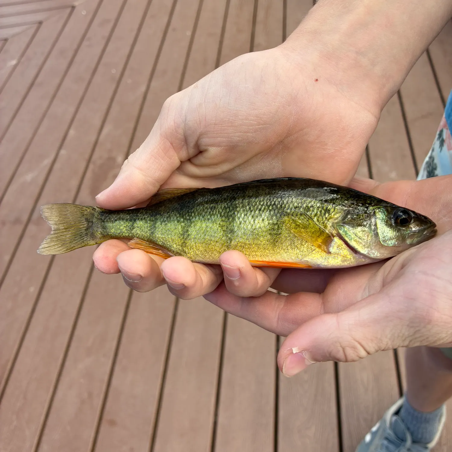 Yellow perch caught on Fishbrain