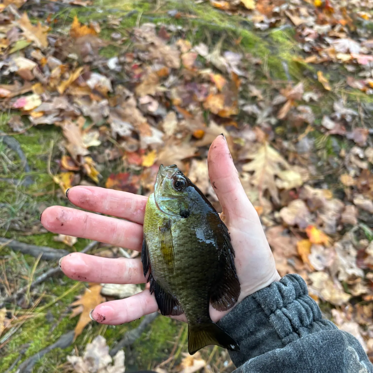 Bluegill caught on Fishbrain