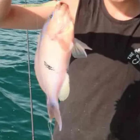 The most recent Eastern blue groper catches on Fishbrain