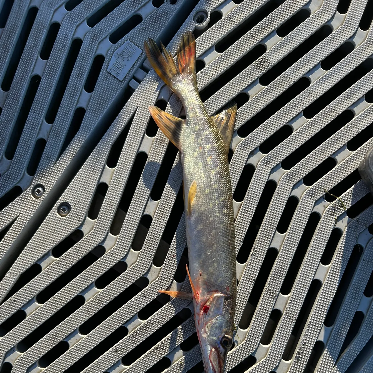 Northern pike caught on Fishbrain