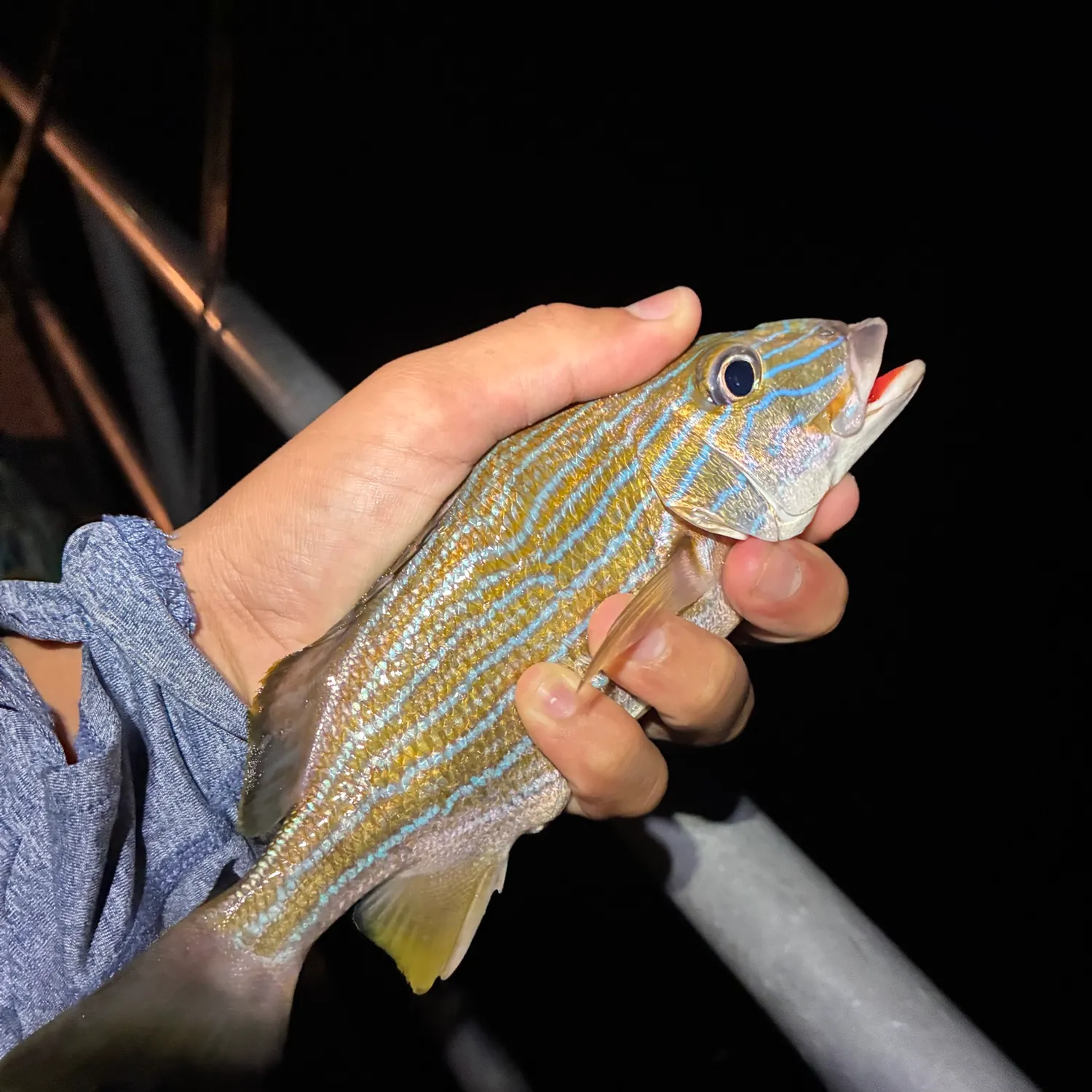 White grunt caught on Fishbrain