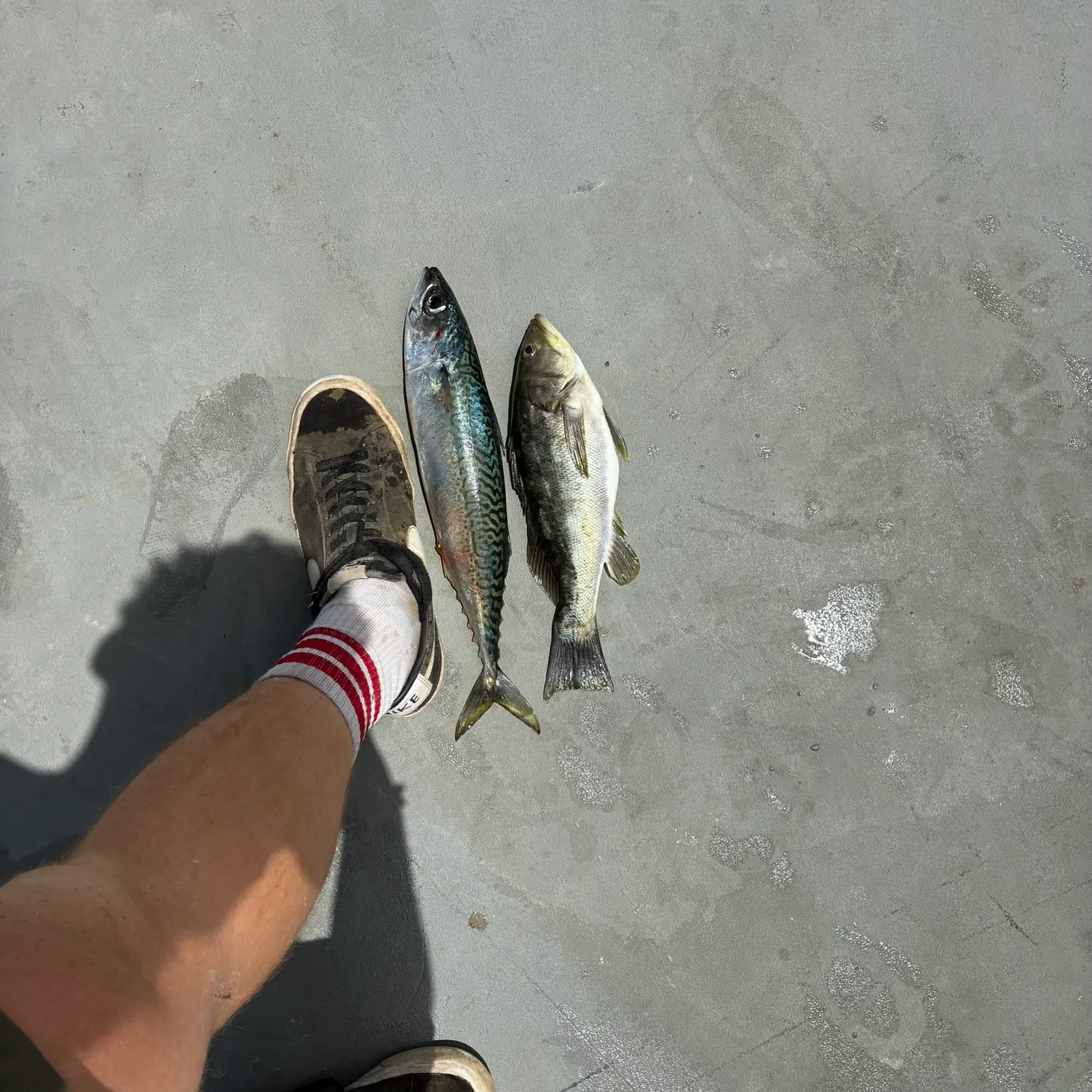 The most recent Blue mackerel catches on Fishbrain