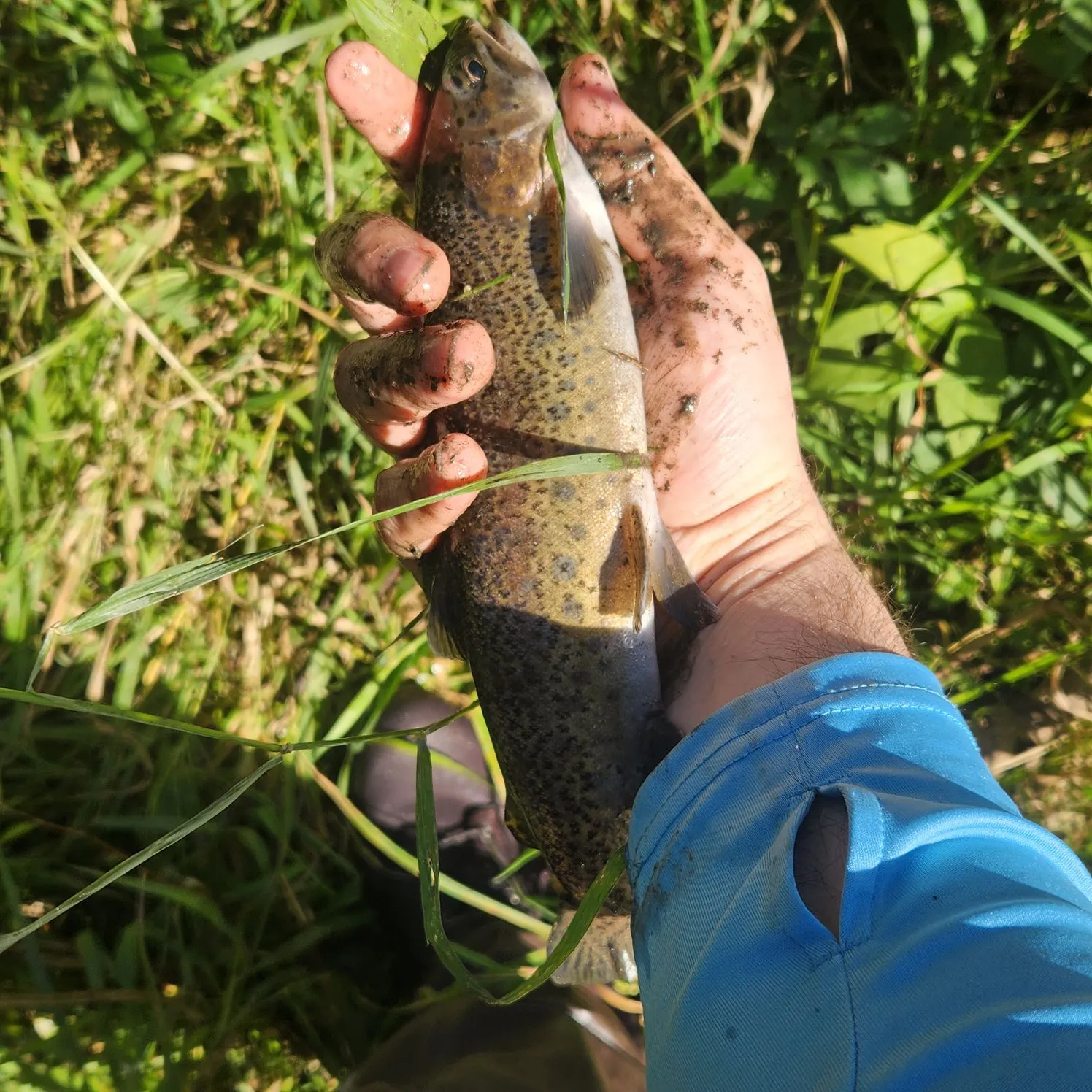 Rainbow trout caught on Fishbrain