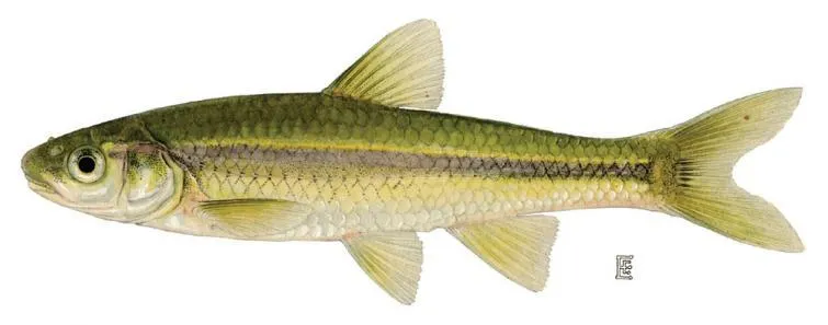 Baitfish