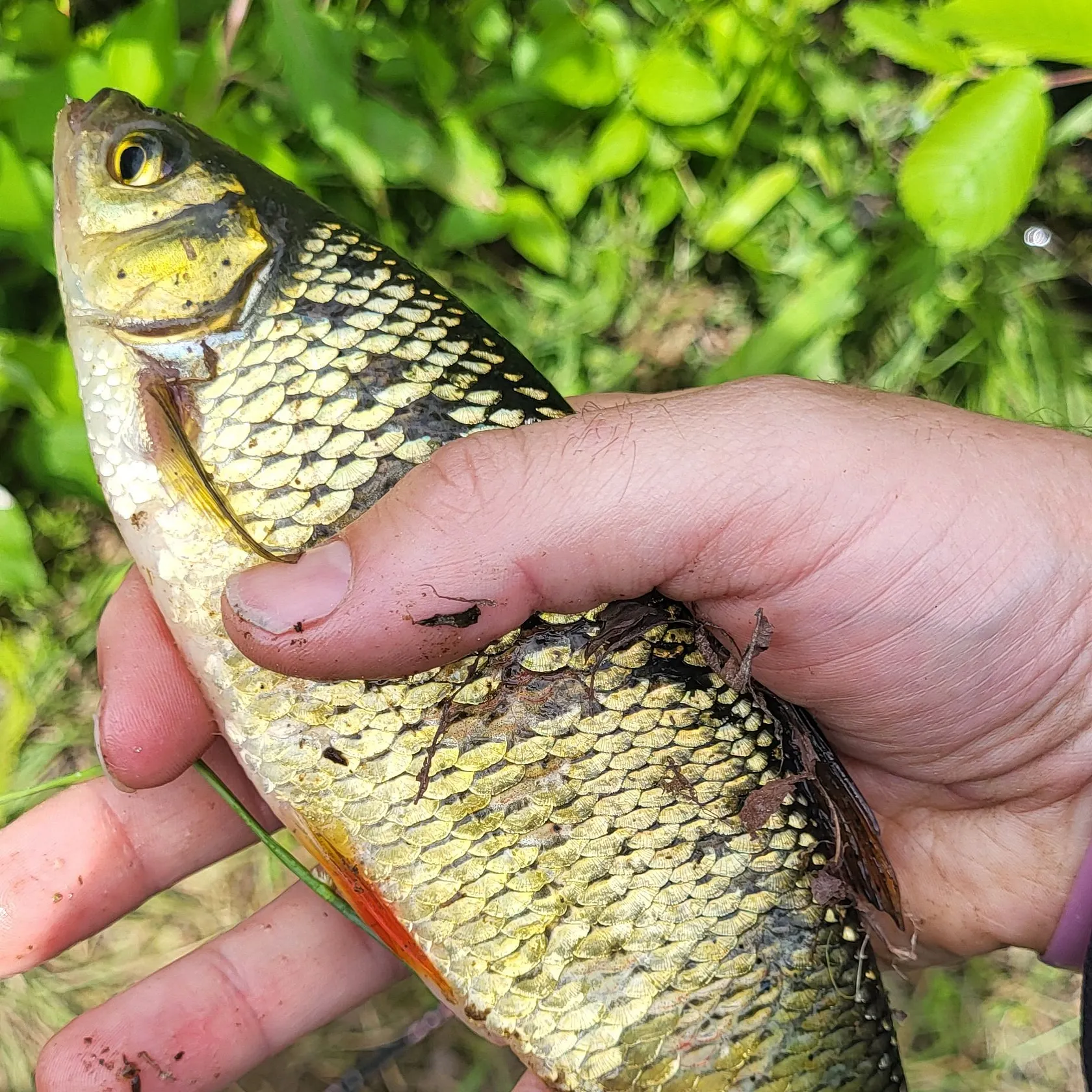 catch