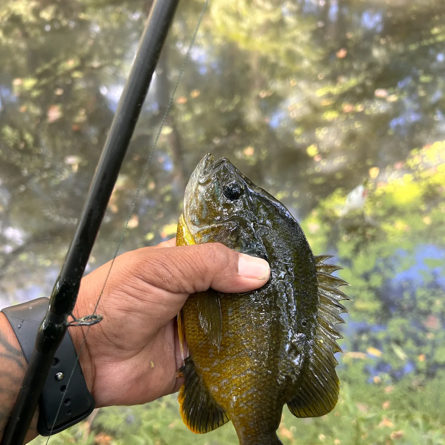 Greengill hybrid caught on Fishbrain