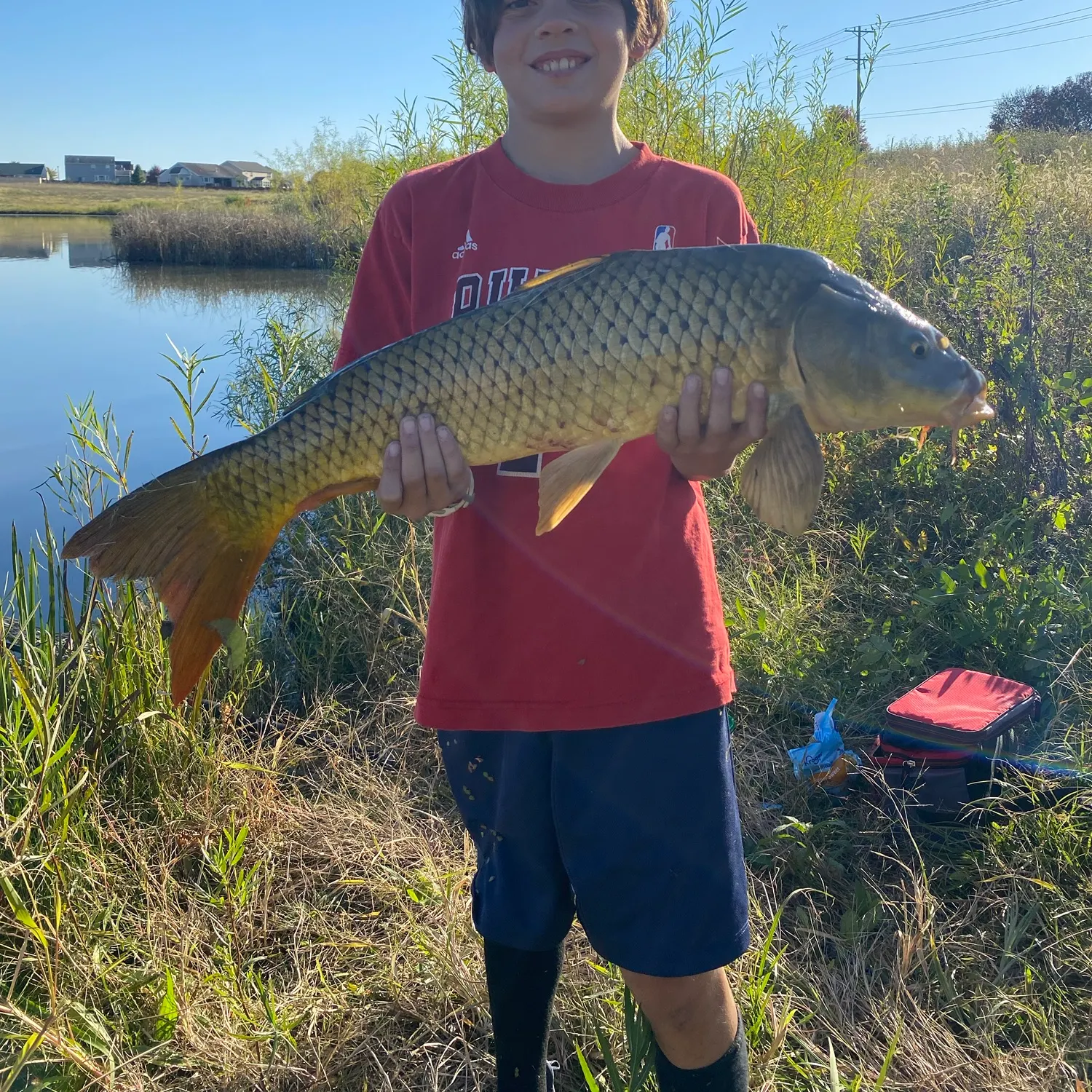 Common carp caught on Fishbrain