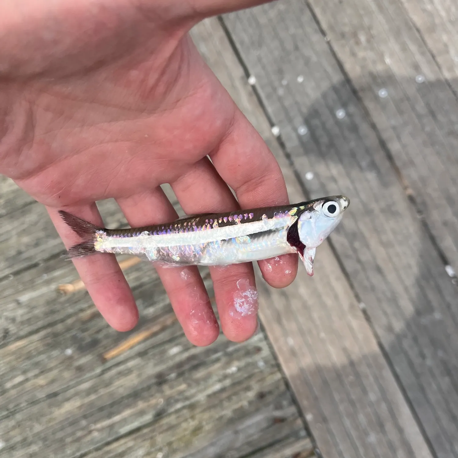 The most recent Broad-striped anchovy catches on Fishbrain