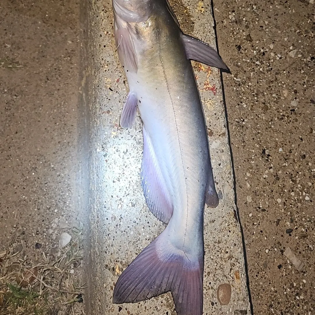 Channel catfish caught on Fishbrain