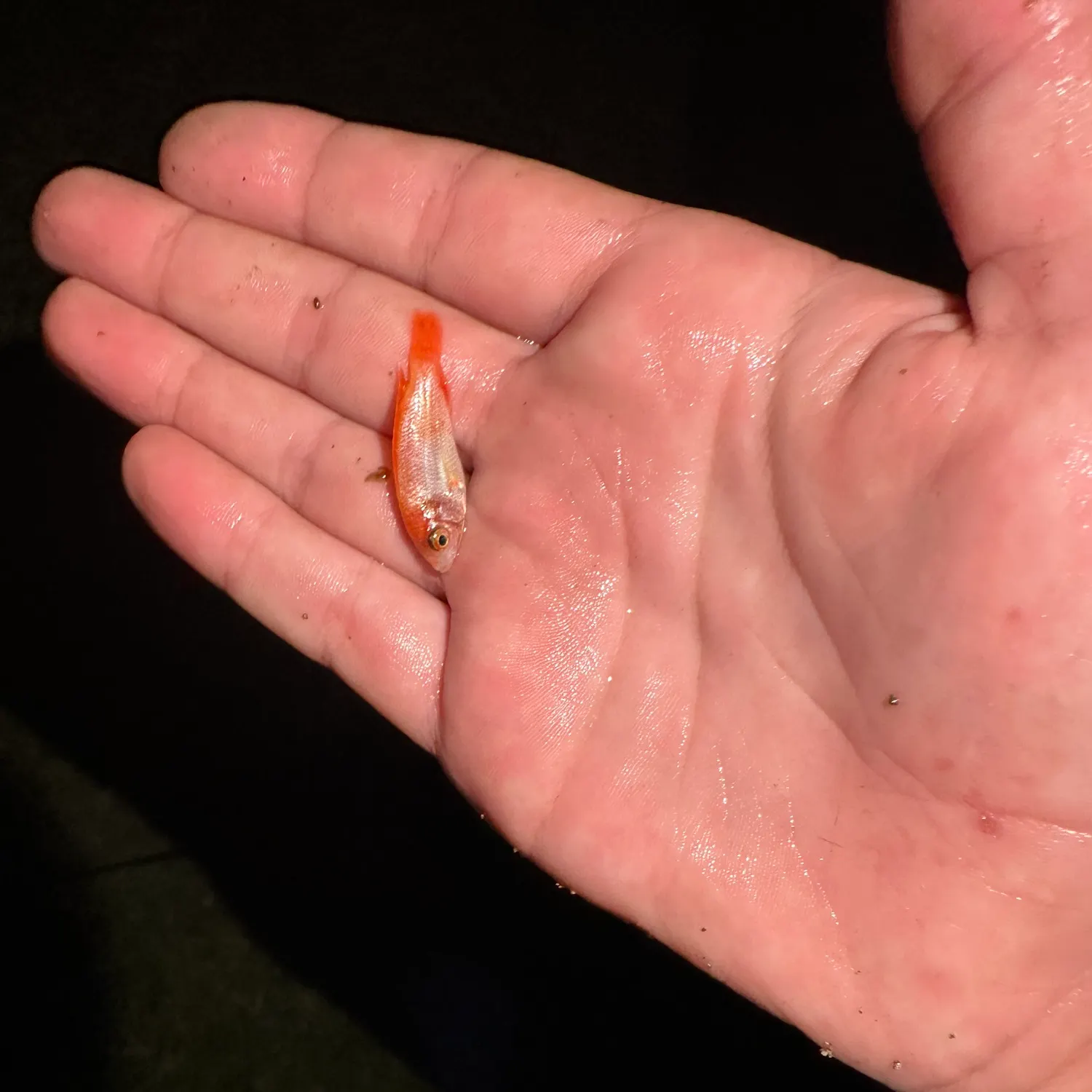 The most recent Red tilapia catches on Fishbrain